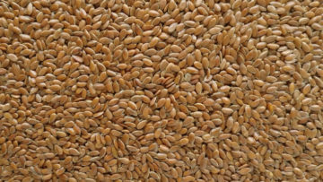 Alsi-Seeds-exporter-india