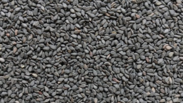 Black-sesame-exporter-india