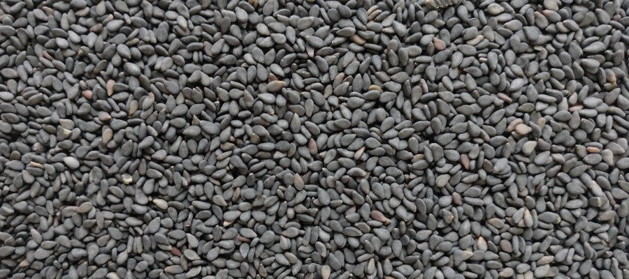 Black-sesame-exporter-india