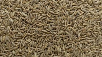 Cumin-Jeera-exporter-india