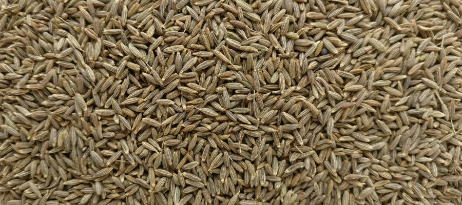 Cumin-Jeera-exporter-india