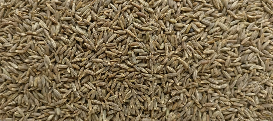 Cumin-Jeera-exporter-india