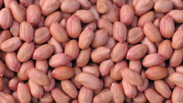 Groundnut-exporter-india