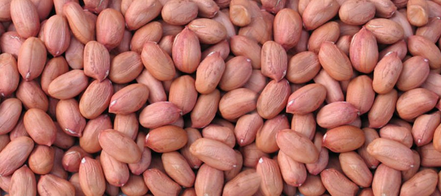 Groundnut-exporter-india