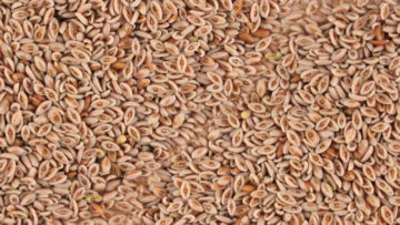 Psyllium-exporter-india