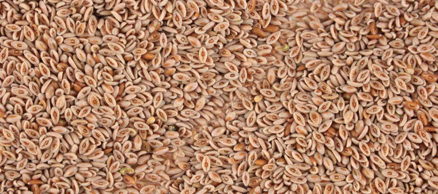 Psyllium-exporter-india