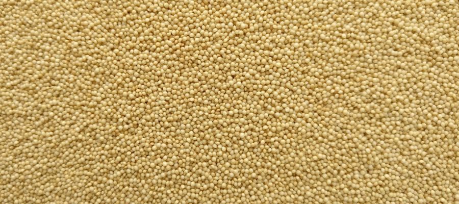 White Mustard-exporter-india