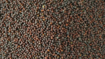 mustard-seed-raai-exporter-india