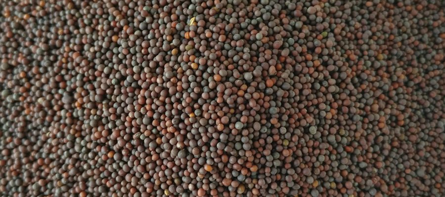 mustard-seed-raai-exporter-india